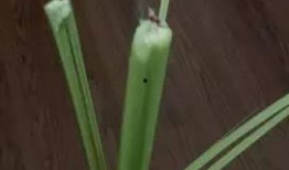 海门区吃瓜,美食之旅尽享田园风情