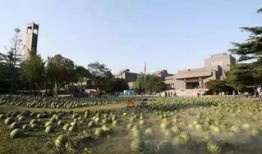 梧州学院吃瓜墙,校园热点事件背后的真相与反思