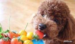 泰迪吃佛手瓜,泰迪狗狗的佛手瓜美食之旅