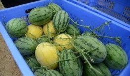 玩网吃瓜群,揭秘网络社交圈的趣味与争议