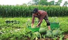 羊圈吃瓜版,揭秘羊群中的趣味生活与智慧互动