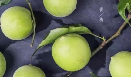 诱青梅 吃瓜人,一场吃瓜人生的甜蜜冒险