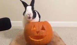 乌龟吃脆瓜吗,揭秘乌龟是否喜爱脆瓜