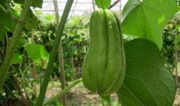 吃老不瓜的好处,品味岁月静好的生活智慧