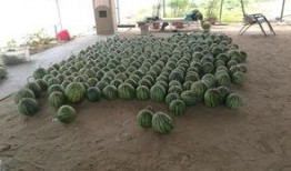 瓜弟基地吃瓜,共享甜蜜，畅享夏日盛宴