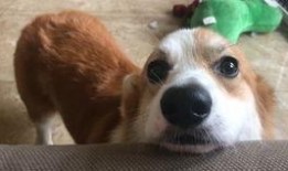 vlog的日常吃瓜,跟随镜头，一起品尝生活“瓜果”