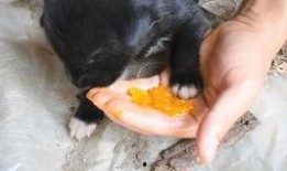 吃瓜里面有蛆虫吗,吃瓜安全指南——蛆虫隐患与防范措施