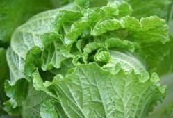 痛风可以吃白瓜,白瓜助力健康饮食