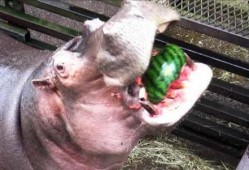 和马吃瓜,揭秘娱乐圈的甜蜜瓜田