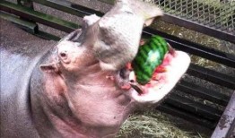 和马吃瓜,揭秘娱乐圈的甜蜜瓜田