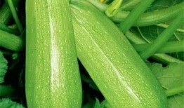 瓜在线吃瓜,揭秘网络吃瓜文化的魅力与争议