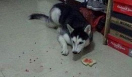 二哈吃瓜舞,萌宠界的“热辣”潮流