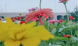 石家庄花海吃瓜,石家庄花海盛夏瓜果香