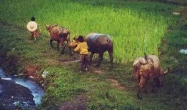 贵州小伙吃瓜放牛,田园生活诗意盎然