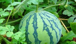 吃瓜心情好,心情好到飞起！