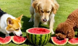 吃瓜小狗视频软件,揭秘热门视频软件背后的趣味世界