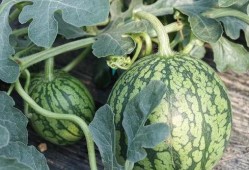 吃专业的瓜,揭秘专业吃瓜者的美食之旅