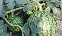 吃专业的瓜,揭秘专业吃瓜者的美食之旅