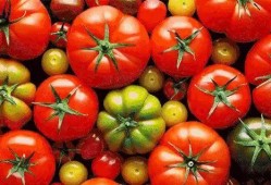 吃瓜大料番茄小说,番茄小说中的神秘世界