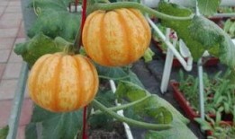 乌鲁木齐吃瓜最新,街头巷尾的清凉一夏