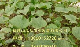 福建农业吃瓜,瓜果飘香，田园风光里的甜蜜产业