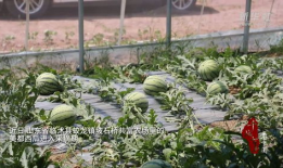 临沭县吃瓜,瓜果飘香，品味田园生活