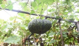 落地镜吃瓜,揭秘娱乐圈幕后故事