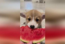 吃瓜小狗视频软件,揭秘热门视频软件背后的趣味世界