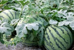 莲花楼阿飞吃瓜,揭秘莲花楼背后的神秘瓜界风云