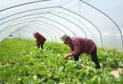 村口安心吃瓜,揭秘乡村生活的甜蜜与苦涩