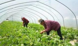 村口安心吃瓜,揭秘乡村生活的甜蜜与苦涩