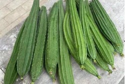 吃绿色的瓜,健康生活新选择