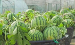 金茂公园吃瓜视频