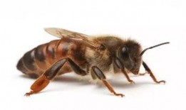 蜂王吃瓜的游戏