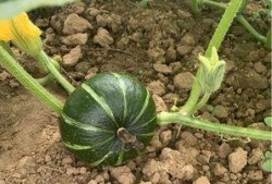 碧桂园吃瓜案例,一场网络舆论的风暴与反思