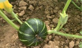 碧桂园吃瓜案例,一场网络舆论的风暴与反思