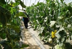 林海吃瓜视频,揭秘娱乐圈幕后故事