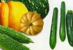 吃瓜无雨,揭秘娱乐圈的晴雨表