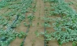 开封吃瓜的好处,品味生活百态