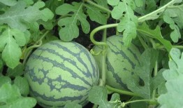 吃瓜12a,一场全民热议的娱乐盛宴