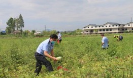 疫情期间群众吃瓜,群众“吃瓜”现象背后的社会心理