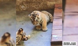 吃瓜老虎简笔画,趣味简笔画中的动物风采