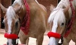 和马吃瓜,揭秘娱乐圈的甜蜜瓜田