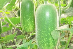 吃瓜图片横版高清,揭秘夏日消暑新潮流