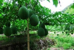 鑫仔吃吊瓜,鑫仔的吊瓜美食之旅