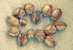 吃白瓜得癌吗,食用白瓜与癌症风险的关系