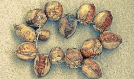 吃白瓜得癌吗,食用白瓜与癌症风险的关系