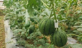 5.1吃瓜网地址,热门话题一网打尽，带你畅游网络娱乐世界