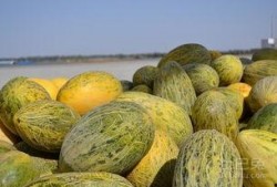 木本蜜瓜怎么吃,从鲜食到创意料理