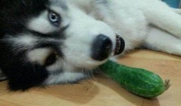 二哈吃瓜舞,萌宠界的“热辣”潮流